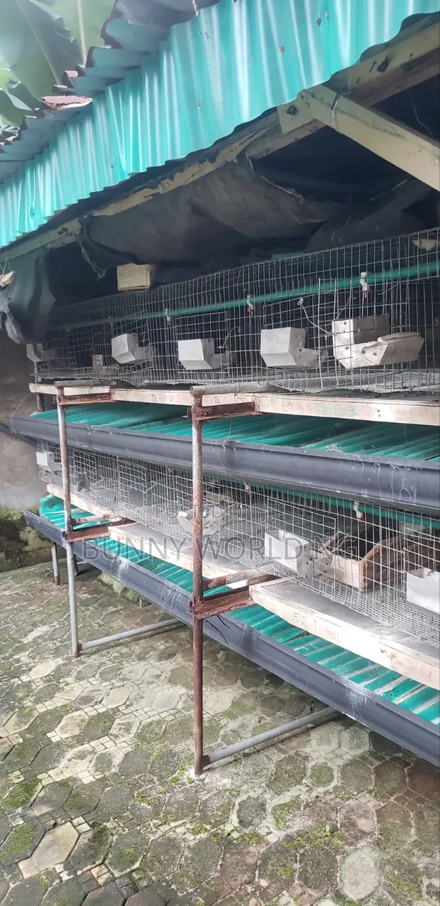 24-Room Rabbit/Grasscutter Cage - Used - 1