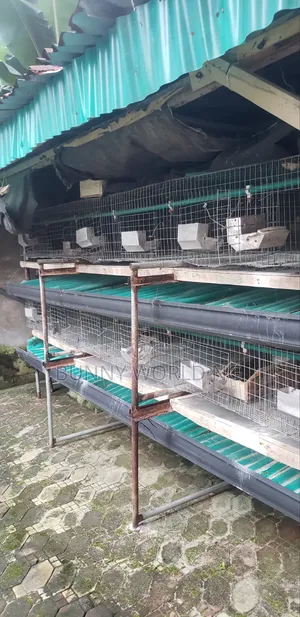 24-Room Rabbit/Grasscutter Cage - Used