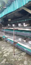 24-Room Rabbit/Grasscutter Cage - Used - 1