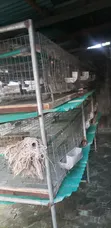 24-Room Rabbit/Grasscutter Cage - Used - 2
