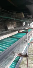 24-Room Rabbit/Grasscutter Cage - Used - 3