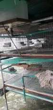24-Room Rabbit/Grasscutter Cage - Used - 4