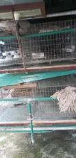 24-Room Rabbit/Grasscutter Cage - Used - 5