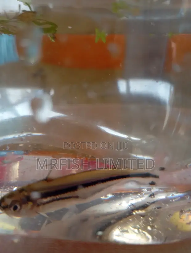 Debauwi Catfish (African Glass Catfish) - 1