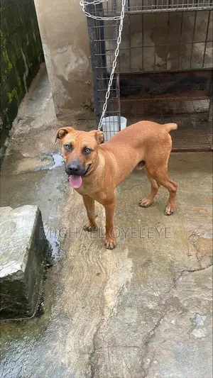 Boerboel Namiji Mai Tsarki - Shekara 1+