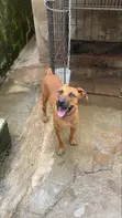 Purebred Boerboel Male - 1+ Year - 2