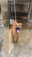 Purebred Boerboel Male - 1+ Year - 4