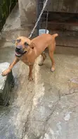 Purebred Boerboel Male - 1+ Year - 5