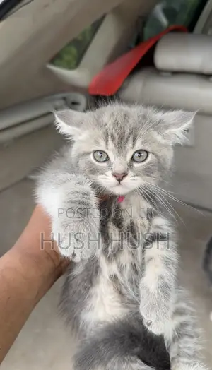 Female Mixed Breed British Shorthair Kitten (1-3 Months)