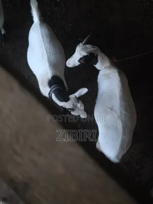 Local Female Goats with Kids and Pregnant Female