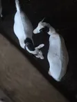 Local Female Goats with Kids and Pregnant Female - 1