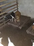 Local Female Goats with Kids and Pregnant Female - 2