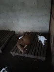 Local Female Goats with Kids and Pregnant Female - 3