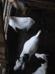 Local Female Goats with Kids and Pregnant Female - 4
