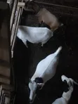 Local Female Goats with Kids and Pregnant Female - 5