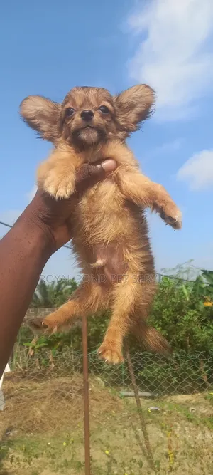 Male Purebred Chihuahua Puppy (1-3 Months)