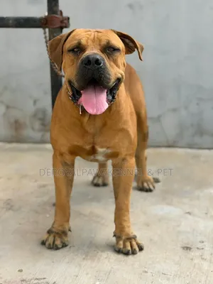 Purebred Boerboel Male, 1+ Year Old