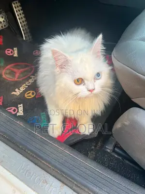 Purebred Persian Cat, 6-12 Months Female