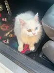 Purebred Persian Cat, 6-12 Months Female - 1