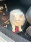 Purebred Persian Cat, 6-12 Months Female - 2
