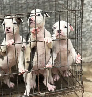 1-3 Month Female Purebred American Pit Bull Terrier Puppy