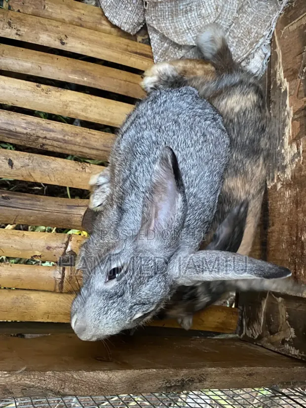 Chinchilla & Hali Quin Rabbits - 1
