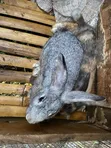 Chinchilla & Hali Quin Rabbits - 1