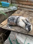 Chinchilla & Hali Quin Rabbits - 2