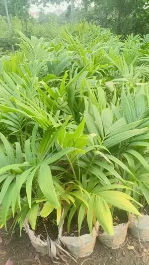 Queens Palm Tree