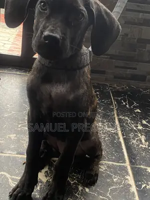 Cane Corso Mace Mai Tsarki Mace (3-6 Watan)