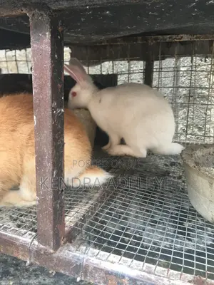 Zakaran Inganci Don Siyarwa