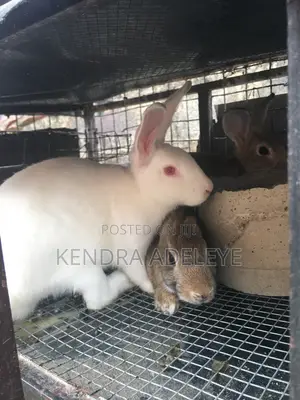 High Quality Rabbits for Sale