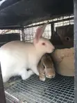 High Quality Rabbits for Sale - 2