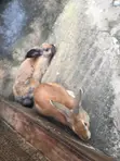 High Quality Rabbits for Sale - 3