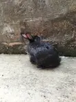 High Quality Rabbits for Sale - 4