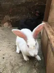 High Quality Rabbits for Sale - 5