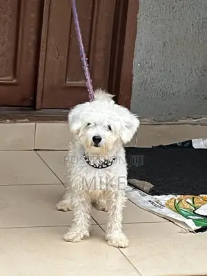 Karengiya Mai Tsarki na Lhasa Apso, Wata 6-12 Namiji