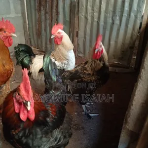 Local Brahma Chickens - Mature Male & Laying Females