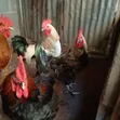 Local Brahma Chickens - Mature Male & Laying Females - 1
