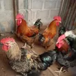 Local Brahma Chickens - Mature Male & Laying Females - 2