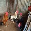 Local Brahma Chickens - Mature Male & Laying Females - 3
