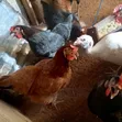 Local Brahma Chickens - Mature Male & Laying Females - 4
