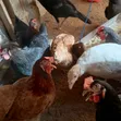 Local Brahma Chickens - Mature Male & Laying Females - 5