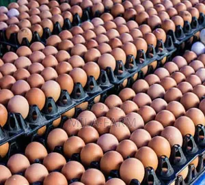 Chicken Eggs - 100 Count
