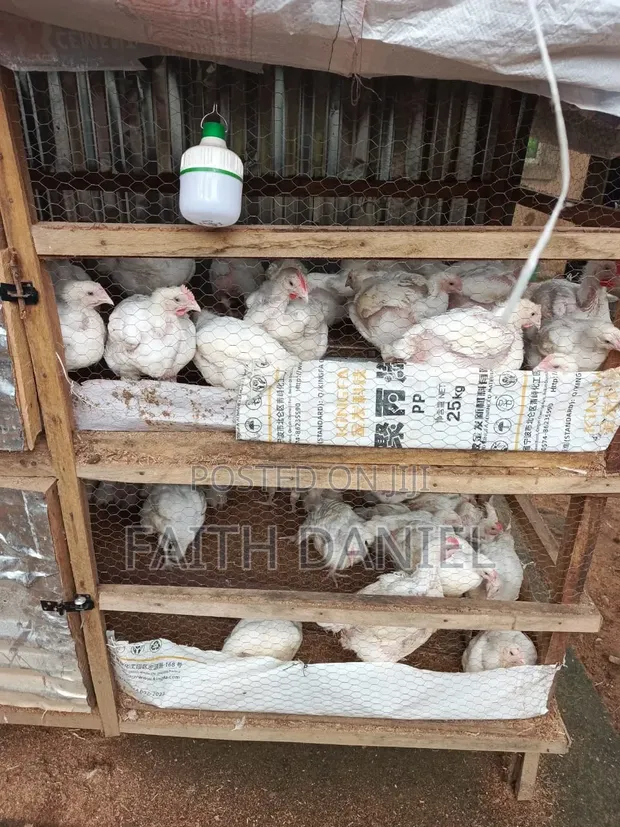 Healthy Broiler Chickens for Sale - 5 Weeks Old - 1