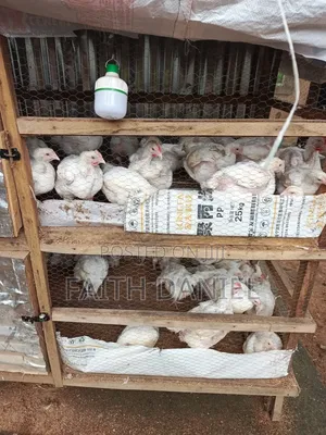 Healthy Broiler Chickens for Sale - 5 Weeks Old