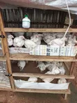 Healthy Broiler Chickens for Sale - 5 Weeks Old - 1