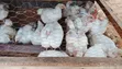 Healthy Broiler Chickens for Sale - 5 Weeks Old - 2