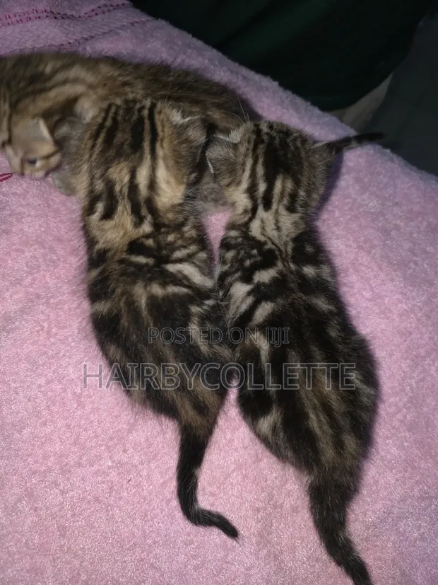 Male American Shorthair Mixed Breed Kitten (1-3 Months) - 1