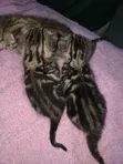 Male American Shorthair Mixed Breed Kitten (1-3 Months) - 1